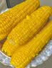滇味十足（DIANWEISHIZU）水果玉米甜玉米云南金银双色新鲜甜嫩水果玉米棒鲜玉米茄果瓜 金银双色 【精选5斤/顺丰快递】约5-9根 实拍图