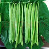 山东新鲜大扁芸豆芸豆角无丝豆四季豆嫩芸豆现摘当季新鲜蔬菜包邮 山东扁豆角4斤实惠装 实拍图