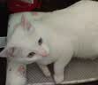 多可特狗窝凉席夏季狗窝猫垫子猫窝狗垫子藤编猫咪窝地垫宠物床宠物冰垫 凉席款,40*30CM 实拍图