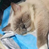 红狗 OMEGA鱼油50ml(约25天装) 猫咪鱼油猫咪鱼油狗狗液体鱼油超浓缩 实拍图