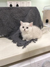 涴喵 苏氏纯种英短幼猫短毛猫大脸猫宠物猫咪活体辅助喂养 宠物级 【银渐层】 实拍图
