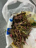 【春菜】苦菜150g 实拍图