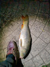 臻佑（Grsaed）电子漂电池电子夜光漂电池CR425号（20粒装）夜钓浮漂鱼漂电池 实拍图