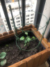 九千谷植物攀爬支架包钢管花盆爬藤花架蔷薇月季葡萄固定架子45CM4627 实拍图