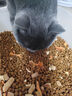 猫掌柜冻干多拼猫粮高蛋白高营养美英短布偶加菲猫全猫期通用主粮 【40%冻干添加】肉松冻干巨无霸 5斤袋装【送补水猫条5支】 实拍图