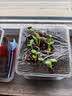 沪上花匠儿童种植小盆栽幼儿园观察植物种子凤仙花种籽子小学生向日葵种孑 【矮向日葵】高透明观察窗套装+（送20页观察记录本 实拍图