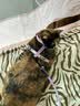 TOUCHDOG它它猫咪牵引绳遛猫绳胸背心式防挣脱工字幼猫链子溜猫绳 幻彩粉紫 M码【16斤以内】 绳长1.2m 实拍图