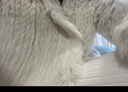 家可美皮草清洗剂皮毛一体干洗剂貂皮毛羊羔毛兔毛家用免水洗去污清洁剂 皮草干洗剂 500ml*2瓶 实拍图