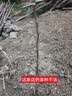 大枣树苗特大红枣树苗枣树活苗冬枣苗南北方种植果树苗当年结果 沾化冬枣树苗6年苗【当年结果】 4年枣树苗明年结果 实拍图