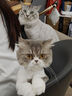 优基成猫猫粮益生菌全价猫主粮英短美短营养UG 成猫粮10kg 实拍图
