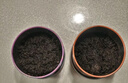 IAM City Farmer板蓝根 本草种植 儿童种植小盆栽 植物观察 草药种植 发芽快 实拍图