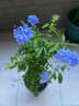 蓝雪花苗盆栽大苗带花苞阳台植物好养的花卉四季开花不断天竺葵鲜 蓝雪花小苗20-25厘米高一盆（原盆土栽好） 实拍图