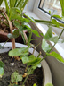 重瓣茉莉花盆栽浓香型南方四季开花带盆驱蚊绿植花卉室内阳台庭院 茉莉5~6棵带花苞发货【不含盆】 实拍图