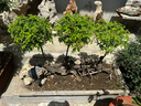 Abu Garcia阿布MAXSX纺车轮远投路亚轮微物泛用轻量鱼线轮海钓鱼轮 2500H  实拍图