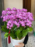 Only you【两小时达】蝴蝶兰带花苞花剑花盆真花兰花盆栽开业乔迁佛堂供花 20株橘色（瓷盆随机） 实拍图