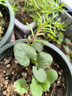 IAM City Farmer太阳花 可降解花盆套装 DIY室内阳台种植好种易开花儿童种植10048 实拍图
