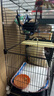 宠趣汇龙猫松鼠笼子柜笼超大号多层加密家用大别墅花枝鼠密袋鼬专用笼子 加长带轮2层【47_37_82】 基础款【托盘+爬梯+笼子】 实拍图