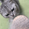 卫仕NOURSE 猫卵磷脂猫咪美毛粉猫用软磷脂宠物鱼油颗粒毛发稀少掉毛 猫卵磷脂180g 实拍图