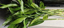 富贵竹水培植物盆栽绿植花卉室内花客厅招财水养转运竹节节高 富贵竹50-60厘米10颗（热卖款 不带花瓶 实拍图