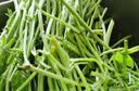 千牛优福奶白菜500g 新鲜宁夏矮脚奶白菜 牛奶白菜 奶油白菜 500g 实拍图