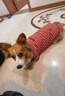 ISPET狗狗衣服宠物泰迪猫咪衣服金毛大中小型犬薄款四季通用&新疆棉 红色-部分码数升级两袖 3XL 建议21-30斤 实拍图