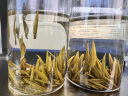 恩尔美（nRMEi）茶杯茶水分离玻璃水杯大容量男士泡茶杯高硼硅耐高温便携水杯子 【茶水分离+防烫杯套】 1500ml 实拍图