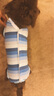 拉维佩特（LOVINGPET）狗绝育手术服 小型犬绝育衣服狗狗术后服公狗母狗绝育服 蓝色 L 建议8-12斤 实拍图