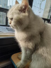 petofstory猫咪零食云杉排毛冻干大桶装110g  猫咪专用温和化毛鸡肉零食 实拍图