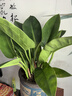 双盟金钻绿公主办公室绿植盆栽吸毒王吸甲醛大号3棵原盆1盆装源头直发 实拍图