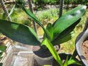 种花迷君子兰盆栽老苗带花苞四季好养多肉花卉绿植物室内圆头和尚大小苗 君子兰大苗灿烂10-12片+肥料 不含盆 实拍图