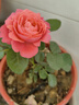 瑞典女王月季夏季耐晒灌木月季带花苞四季开花玫瑰大苗阳台庭院 天荷繁星+红果汁两颗原盆原土发货小苗 实拍图