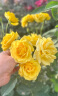 维达（Vinda）有芯卷纸 蓝色经典4层130克*30卷 厚韧耐用 卫生纸 卷筒纸纸巾 实拍图