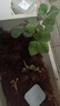 草莓苗四季奶油草莓苗种植盆栽阳台庭院地栽当年结果南方北方种植 奶油草莓 【2盆装】 实拍图