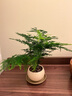 喜鹊说文竹盆栽室内办公室绿植客厅茶几桌面微景观趣味创意迷你植物摆件 文竹+陶瓷小汤圆盆+素砂托盘+铺面 实拍图