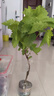 尔澜无籽甜蜜蓝宝石葡萄树苗包结果露天盆栽地栽水果苗葡萄苗源头直发 实拍图
