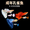 疯狂水草孔雀鱼活体水族宠物观赏鱼冷水耐活小型热带鱼淡水鱼苗 【混养套餐】孔雀鱼+神仙 实拍图