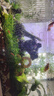 云峰海瑞黑壳虾清洁虾观赏虾 鱼缸水族箱水草缸清洁除藻淡水 漂亮五彩虾系列套餐01 实拍图