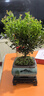 小叶赤楠盆景植物办公花卉基地直销批发绿植盆栽室内摆件花卉绿植 赤楠+方形山水盆+苔藓+底座 实拍图