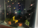 【京东物流】水草套餐 好养耐活真水草植物绿菊大叶绿九冠鱼缸 三角莫斯大片18x7.5 实拍图