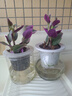 油画婚礼吊兰垂吊植物花卉植物室内花盆栽多肉水培绿植阳台紫露兰 精选油画吊兰+不含盆+肥 含盆 实拍图