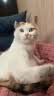 伟嘉（whiskas）玛氏伟嘉妙鲜包12包整盒猫零食猫湿粮猫咪零食鲜封包 【泰产成猫12包】金枪鱼味 美味浓汤湿粮 实拍图