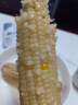 金沃瑞丰有机白糯玉米棒260g*8支＞4.5斤  新鲜甜粘黏真空 杂粮粗粮早餐 实拍图