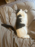 伊纳宝猫零食肉条宠物洁齿磨牙棒猫咪鸡肉海鲜双拼麻花零食猫条4条装 【店长推荐】随机混合口味24包 实拍图