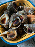 海宏盈【活鲜】 青岛大海螺鲜活 1500g 海鲜贝类生鲜 中规格共20-30只 1500g 实拍图
