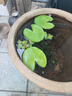 疯狂水草浮萍鱼缸造景水草植物直接入缸水培植物圆心萍一叶莲源头直发包邮 实拍图