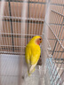 若宸智慧农业鹦鹉活体养殖基地直发健康活泼可爱 黄桃牡丹1只公 实拍图