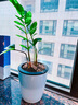 德沃多肥料自动吸水盆3号*3花盆懒人盆可储水创意简约家庭阳台树脂花盆种菜 实拍图