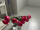 【玫瑰花】特价云南鲜花直发节日鲜花礼物花束水养插花七夕礼物 弗洛伊德10枝 实拍图