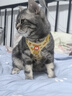 欢宠网猫咪牵引绳猫绳胸背带遛猫绳溜猫绳子背心宠物防挣脱逃脱背带链子 实拍图