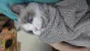 辉鹏猫鼻支雾化药猫咪杯状狗感冒肺炎喷嚏咳嗽窝咳宠物雾化液治疗套餐 （庆大+地米+林可）* 10支*1盒 宠物雾化药 实拍图